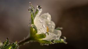 Flor donde se destacan gotas de rocío, símbolo del Tantra como arte de asombro